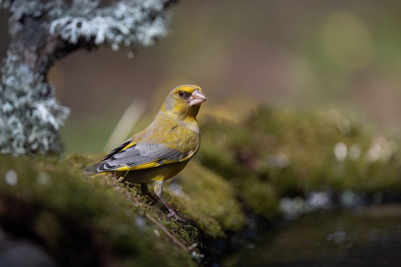 Зеленушка фото превью