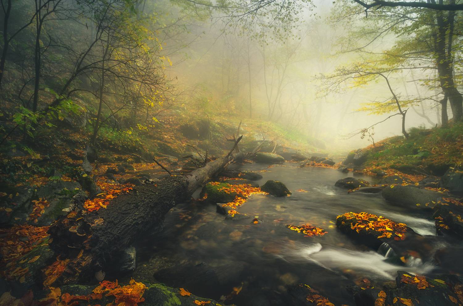 landscape nature scenery forest wood autumn mist misty fog foggy river mountain staraplanina bulgaria туман лес, Александър Александров