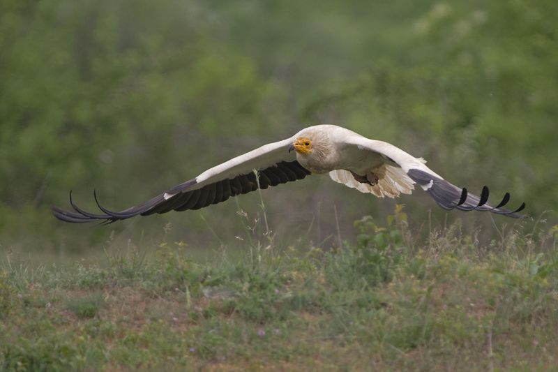Стервятник фото превью