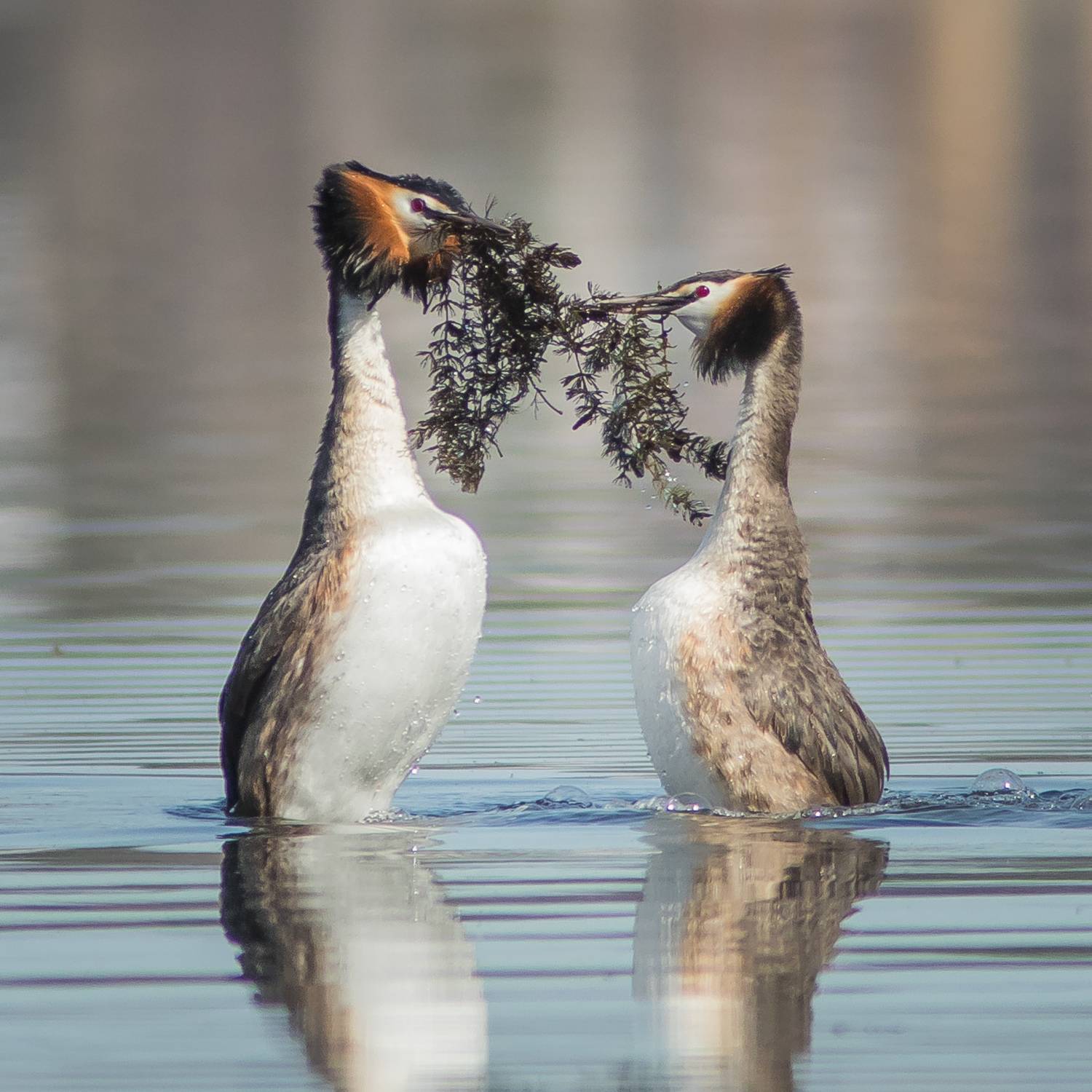 чомги, Суслов Дмитрий