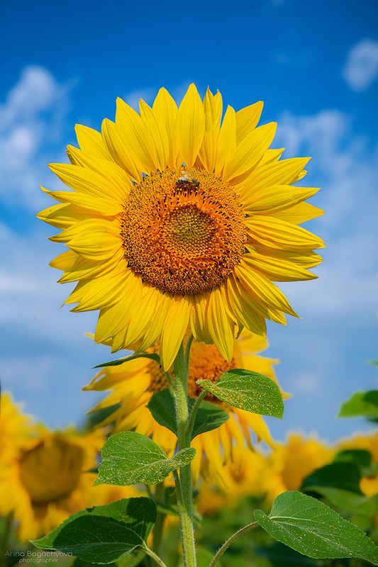 Солнце с лепестками фото превью