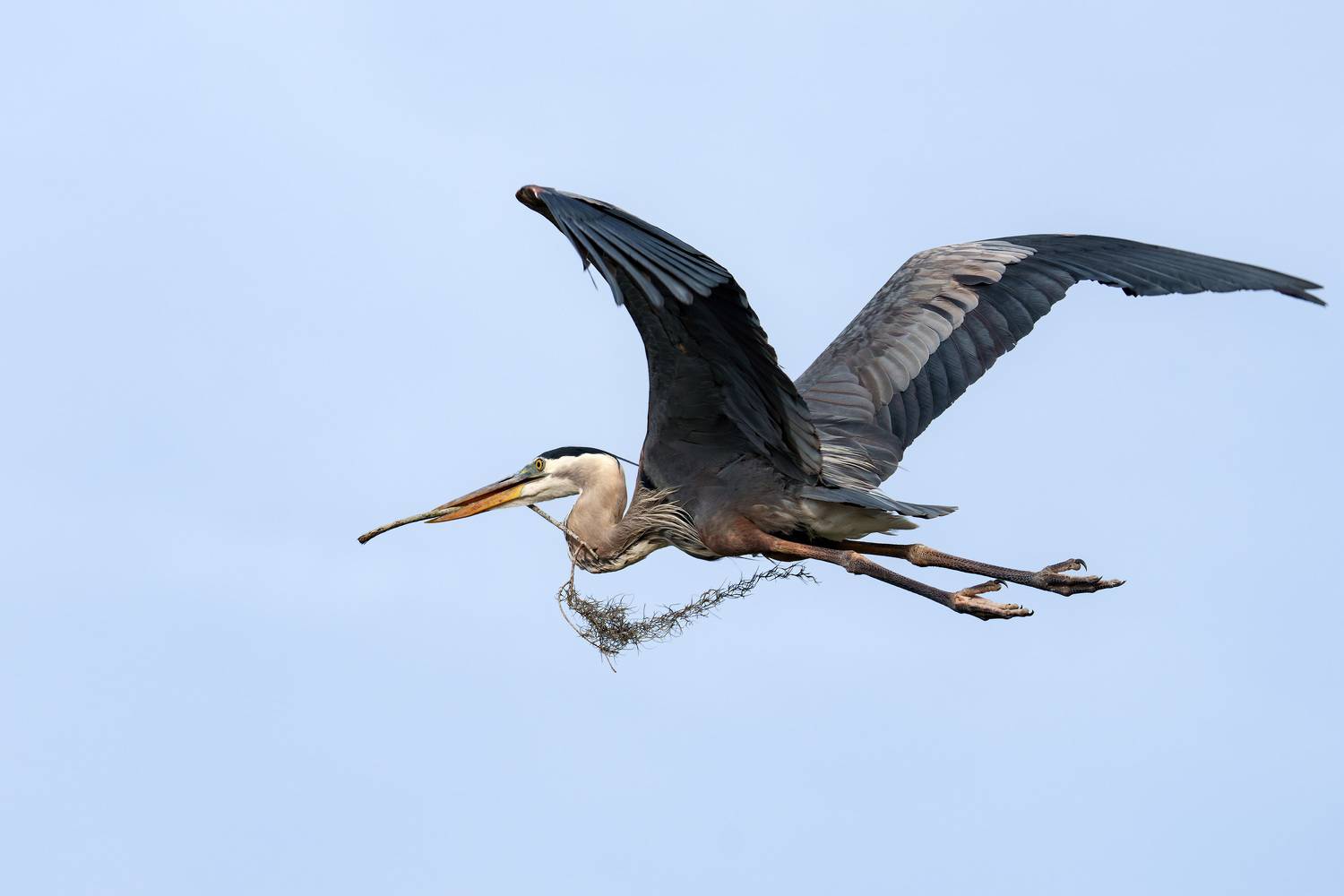 птица, фотоохота, цапля, природа, фауна, Kulikov Vladimir