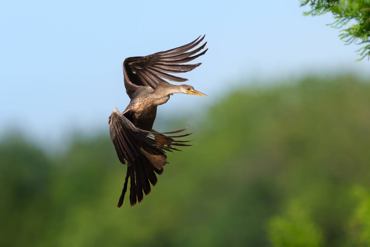 птица, фотоохота, змеешейка, природа, фауна, Kulikov Vladimir