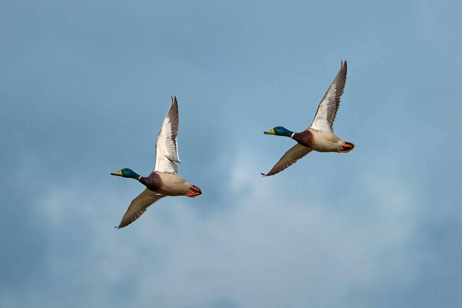 Селезень утка кряква полет, Mikhail Khmelevskiy