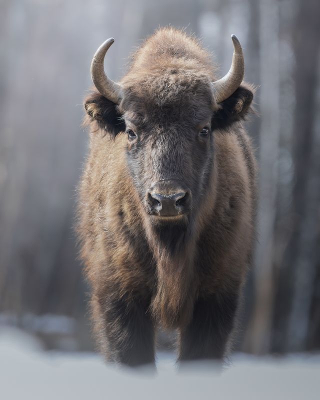 Европейский зубр (Bison bonasus) 