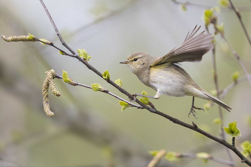 птицы, подмосковье Пеночка с весною в гости к нам летит фото превью