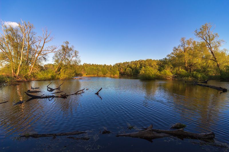 вечер, озеро, лес, весна  фото превью
