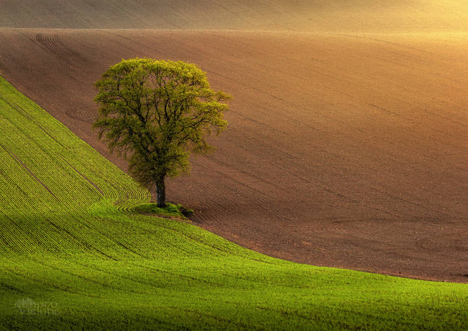 springtime,tree,field,rural,fresh,spring,light,, Photo Visions
