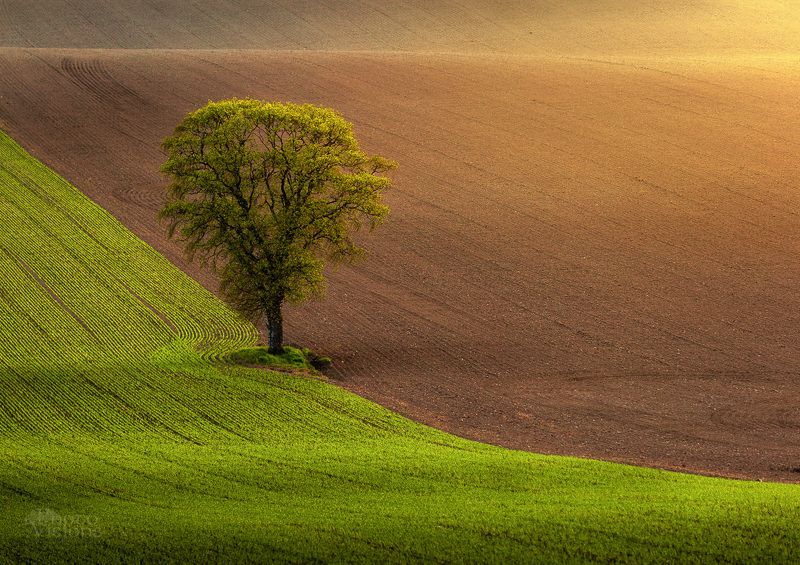 springtime,tree,field,rural,fresh,spring,light, On the Field фото превью