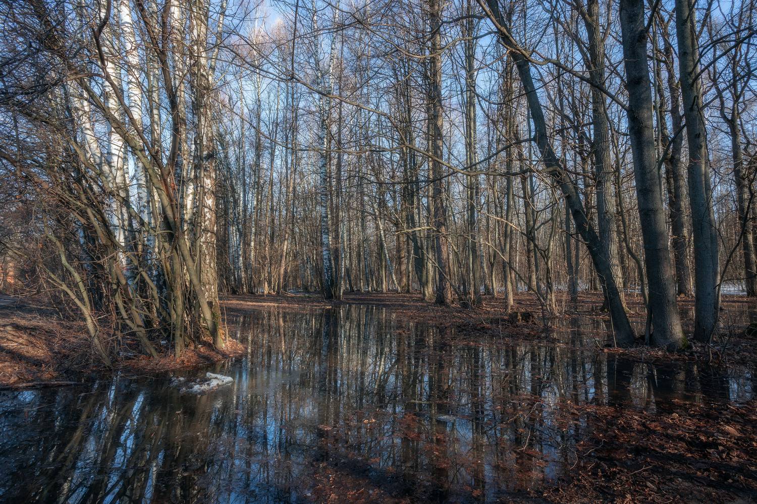 пейзаж, весна, отражение, весенние лужи, весенний лес, природа, природа Московской области, Мартыненко Дмитрий