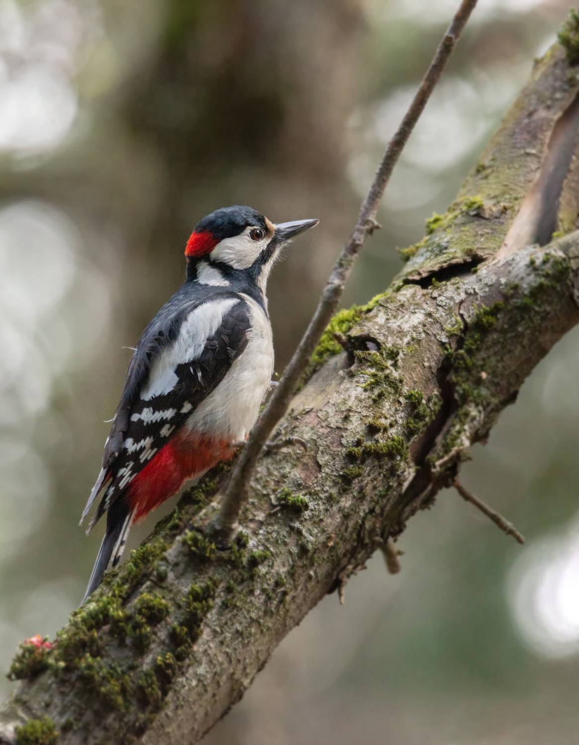 дятел, Сергей Аникин