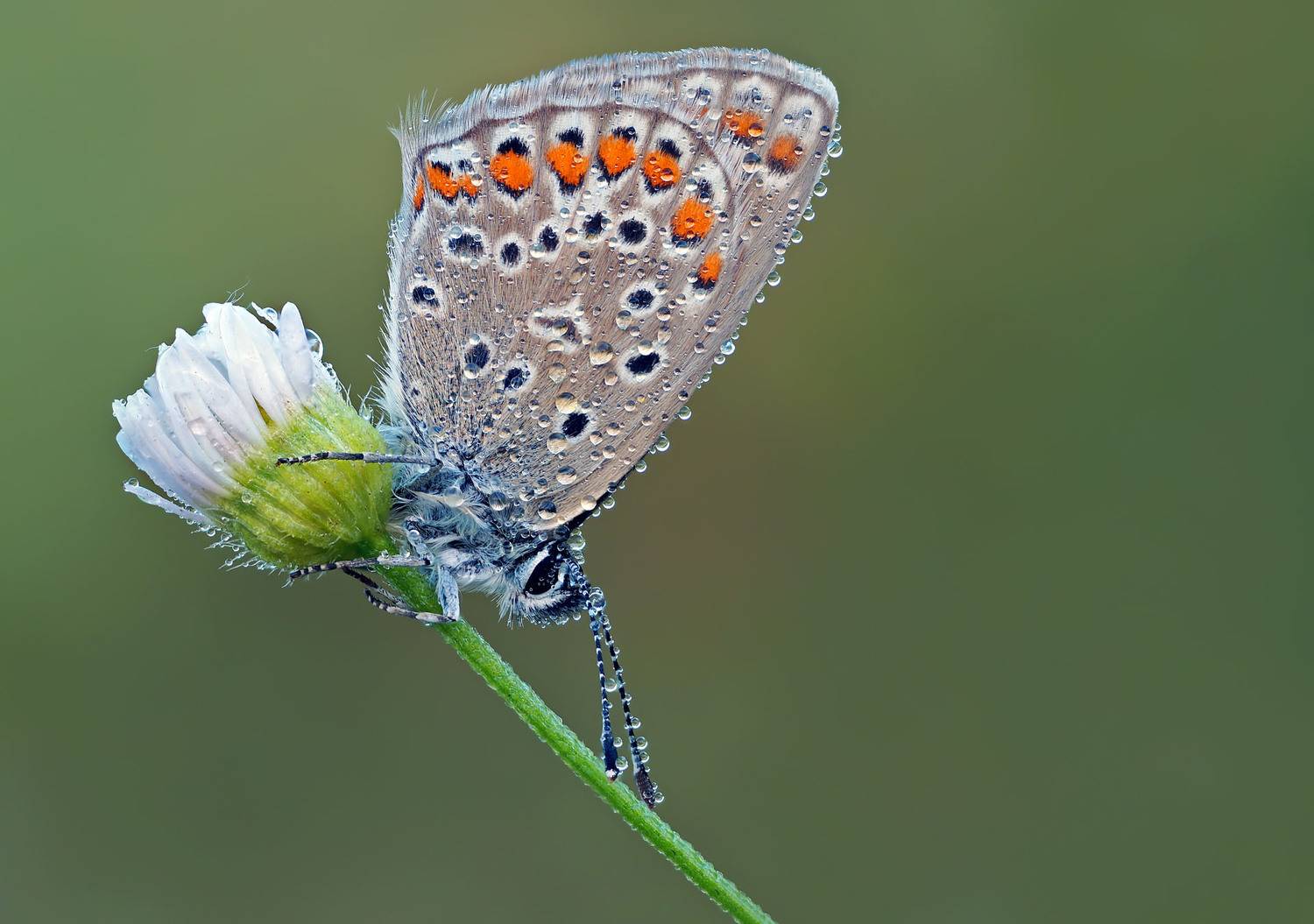 Бабочка, цветок , роса, Чепленко Алексей