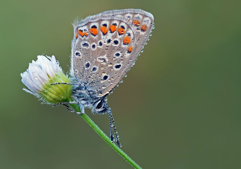 *** фото превью