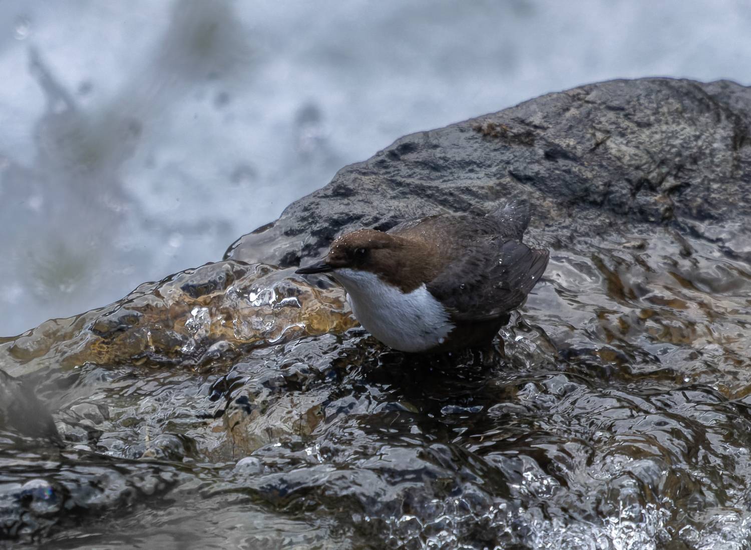 птица, ручей, оляпка, камень, вода, брызги, Светлана Холодняк