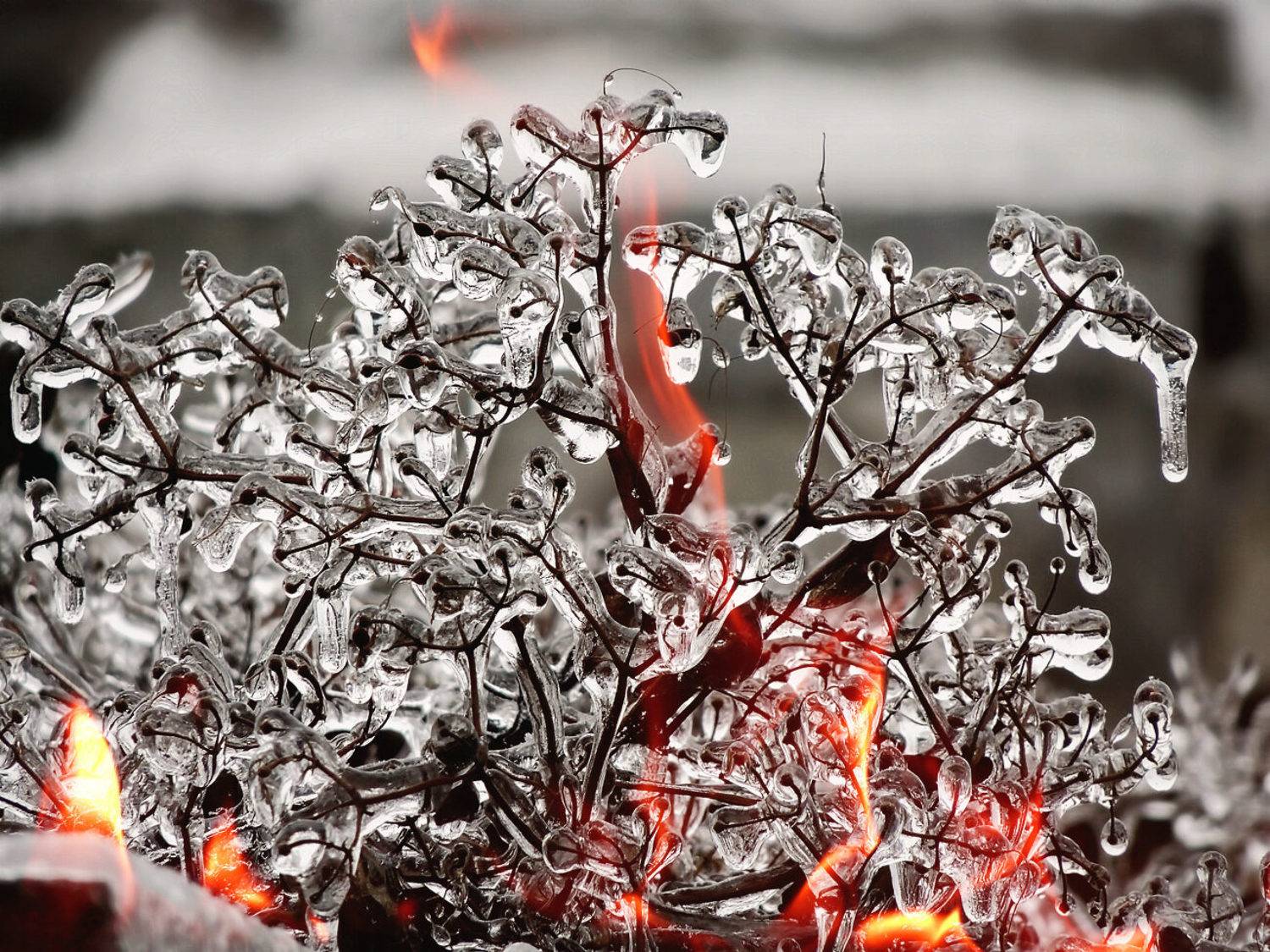 , Савоцкий Роман