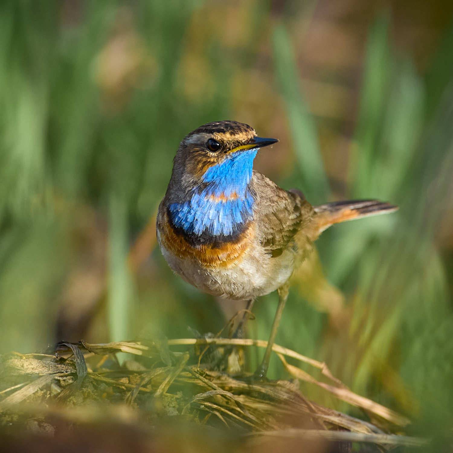 Варакушка птичка, Mikhail Khmelevskiy