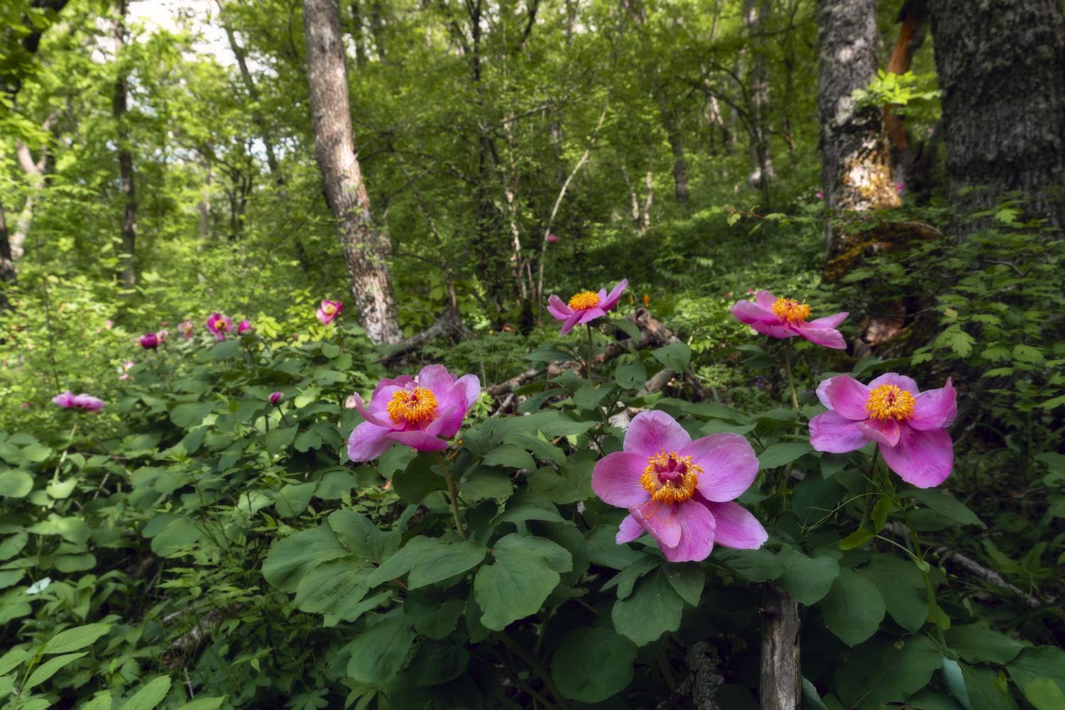 , Юлия Мальцева