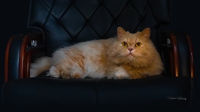 кот, животное, домашний, позитив, шотландец, прямоухий, фотография, Свирин Вадим, cat, animal, home, positive, Scotsman, straight-eared, photography, Vadim Svirin Мой кот. фото превью