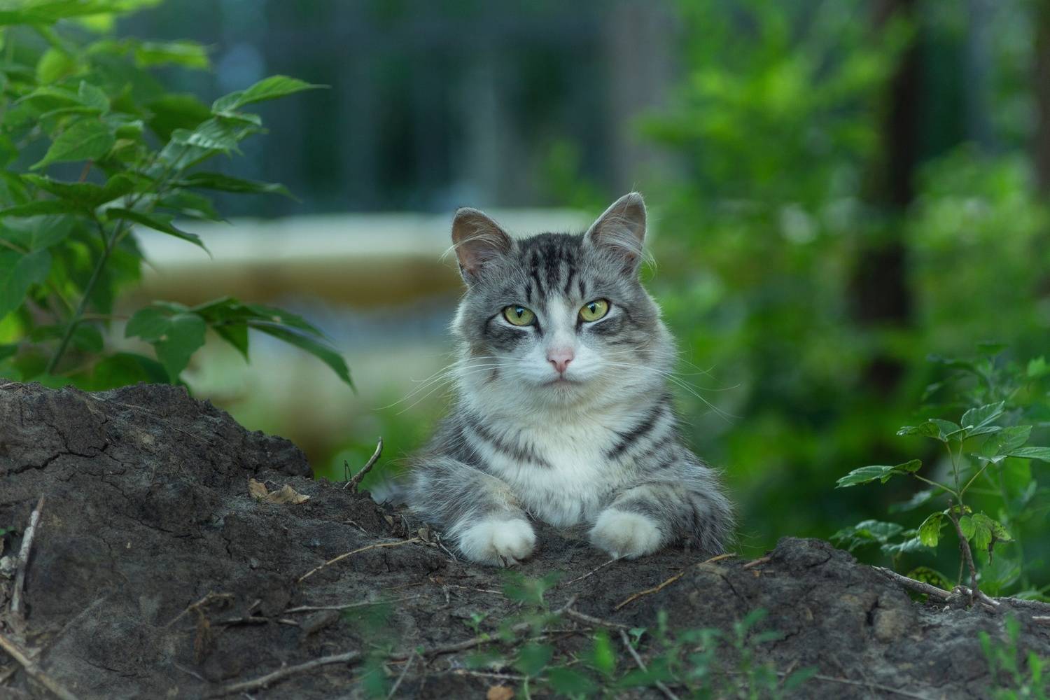 дворовая кошка, Александр Канцур