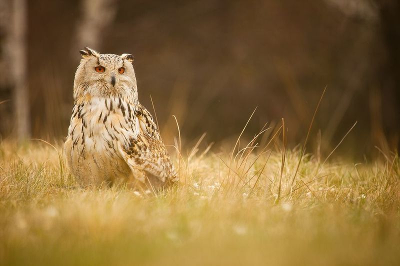 Siberian Eagle Owl фото превью