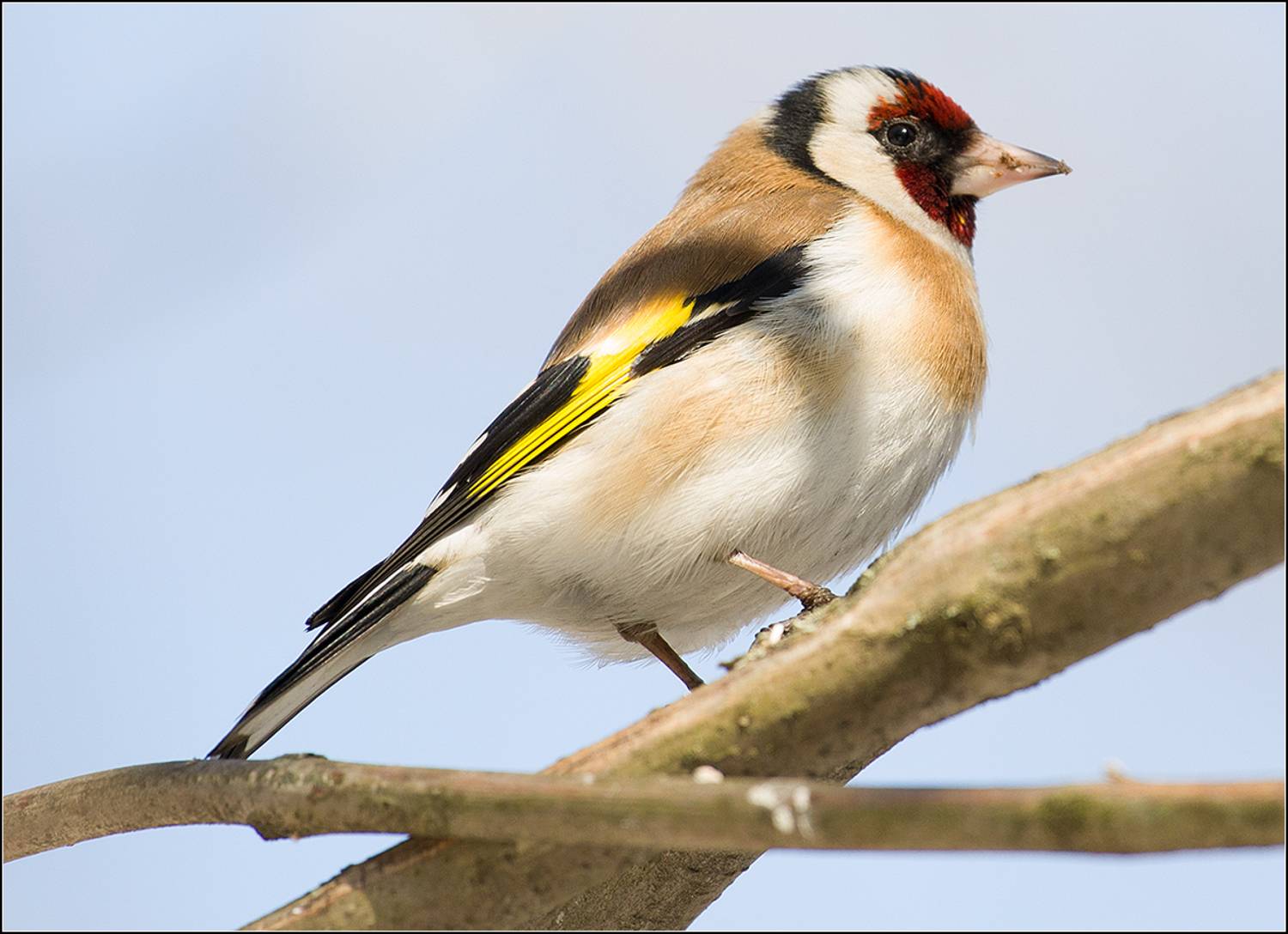 москва, парк, щегол, АНАТОЛИЙ ДОВЫДЕНКО
