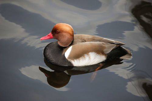 Красноносый нырок (Netta rufina).
