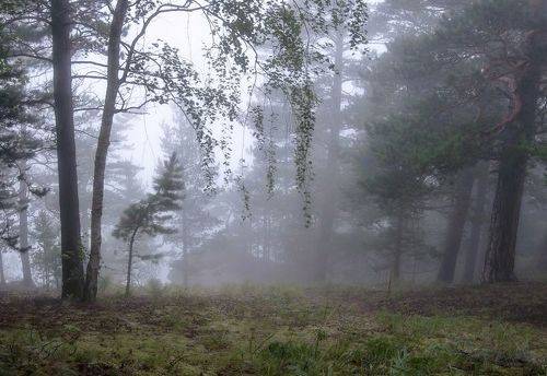 Утренний туман