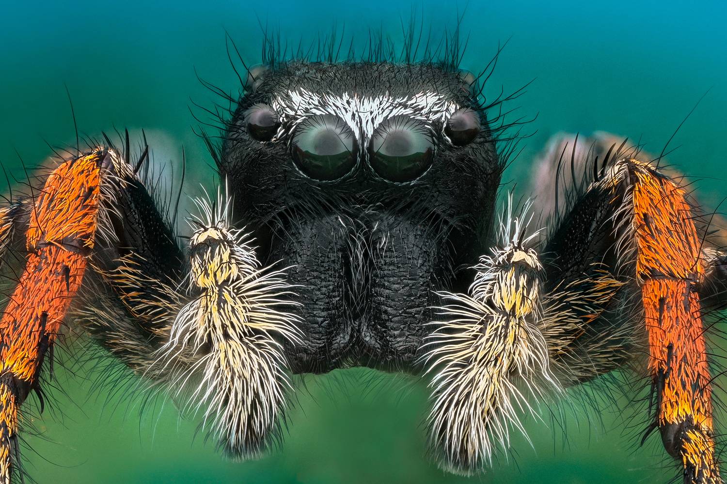 ceclii, macro, Цветан Ганев