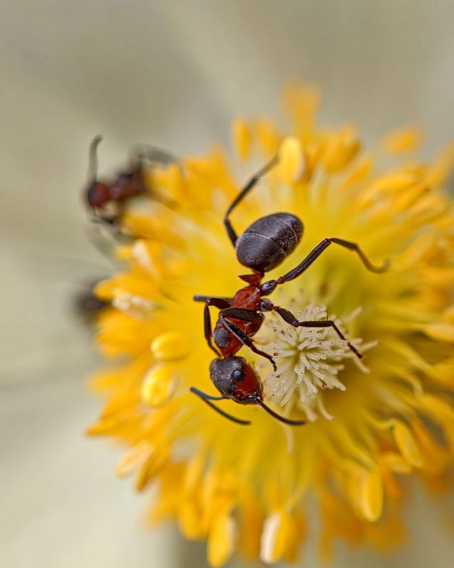 Лакомка фото превью