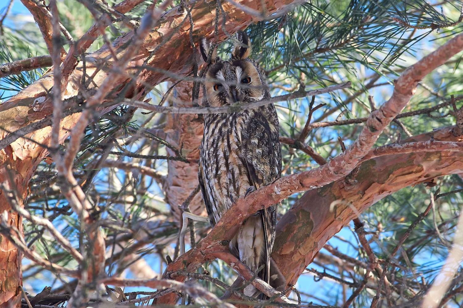 , Павел Сторчилов