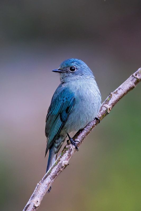 birds, nature Verditer Flycatcher фото превью
