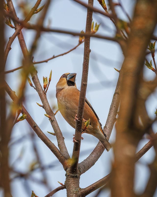 Дубонос фото превью