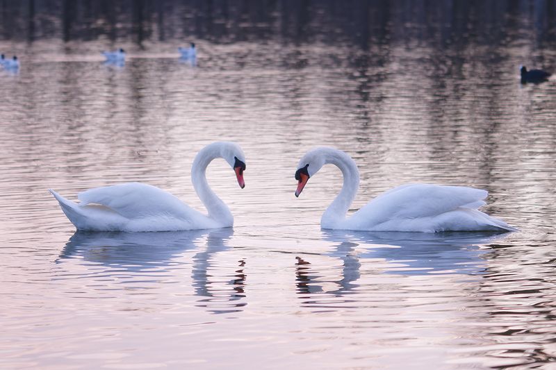лебеди, любовь, птицы, после заката, swans, love, birds, after sunset После заката фото превью