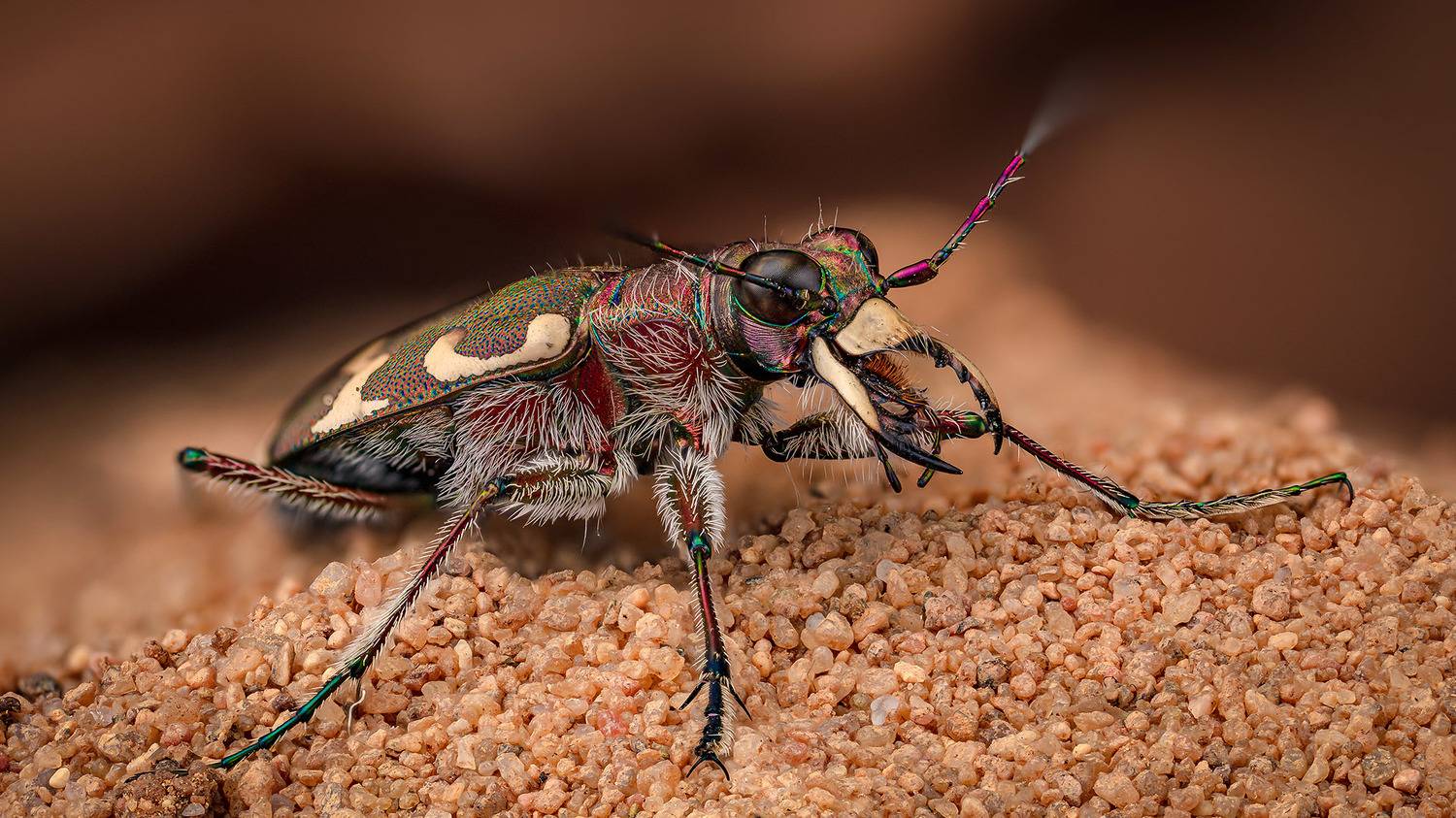cicindela, hybrida, Kavaliauskas Eugenijus