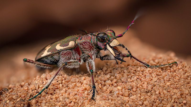 cicindela, hybrida Скакун межняк фото превью