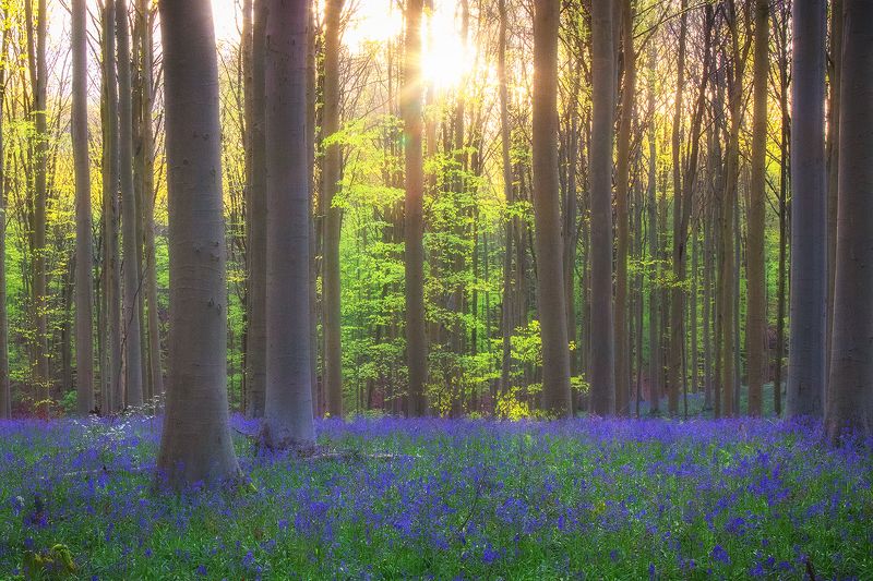 Hallerbos фото превью