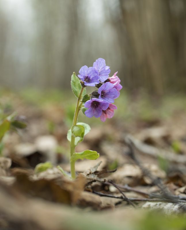 Медуница фото превью