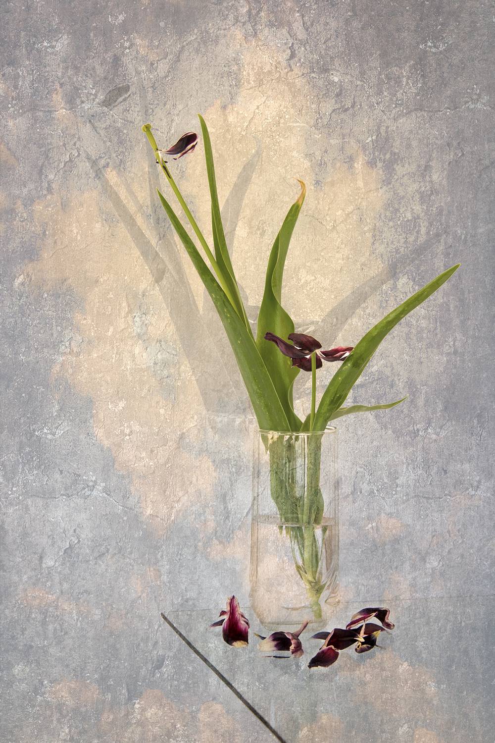 color, colors, concept, conceptual, digital, digital art, editing, flower, flowers, nature, photography, still life, tulip, tulips,, Dr Didi Baev