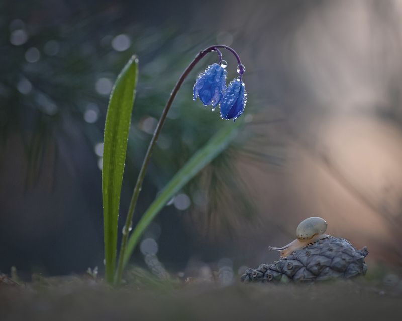 *** фото превью