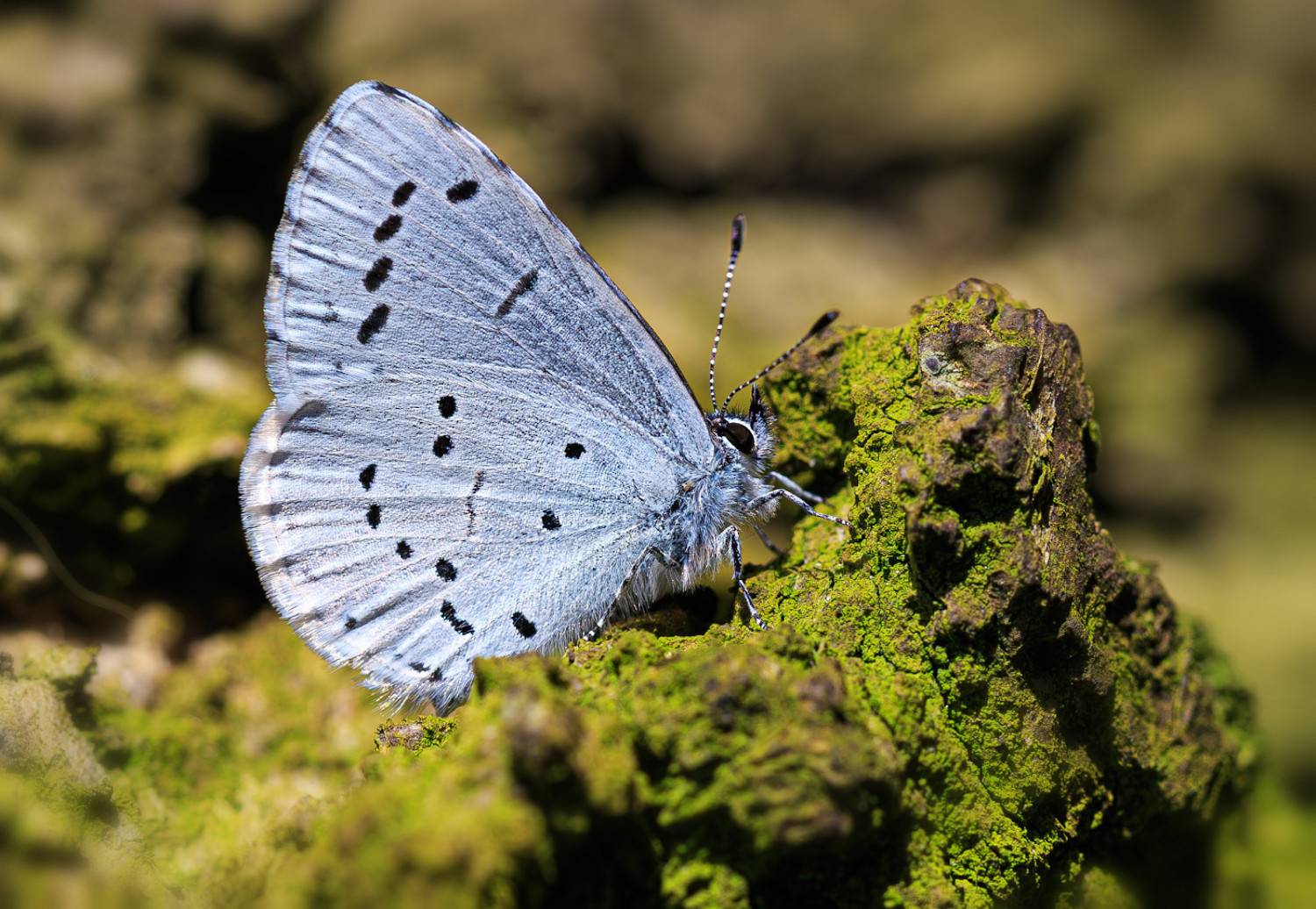 насекомые, бабочка, голубянка, весенняя, весна, апрель, Борис Новиков