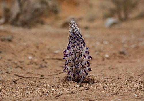 Цистанхе солончаковая