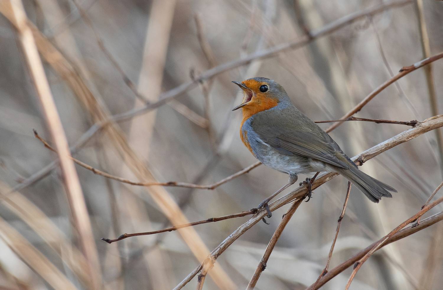 птицы, малиновка, зарянка, фотоохота, природа, весна, лето, Сигушин Руслан