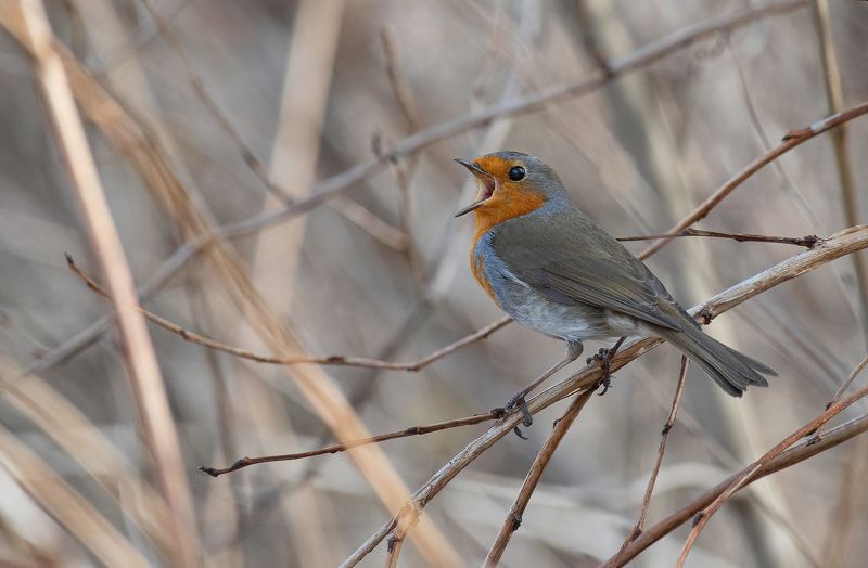 птицы, малиновка, зарянка, фотоохота, природа, весна, лето Весенние запевы фото превью