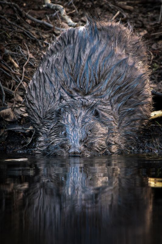 бобёр В отражении фото превью