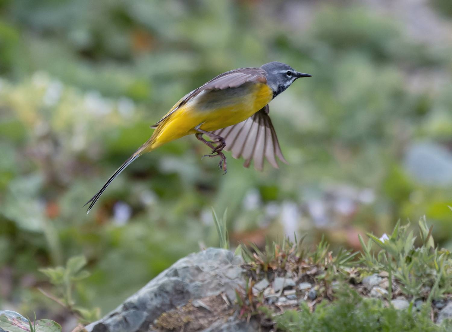 птица, полет, трясогузка, Светлана Холодняк