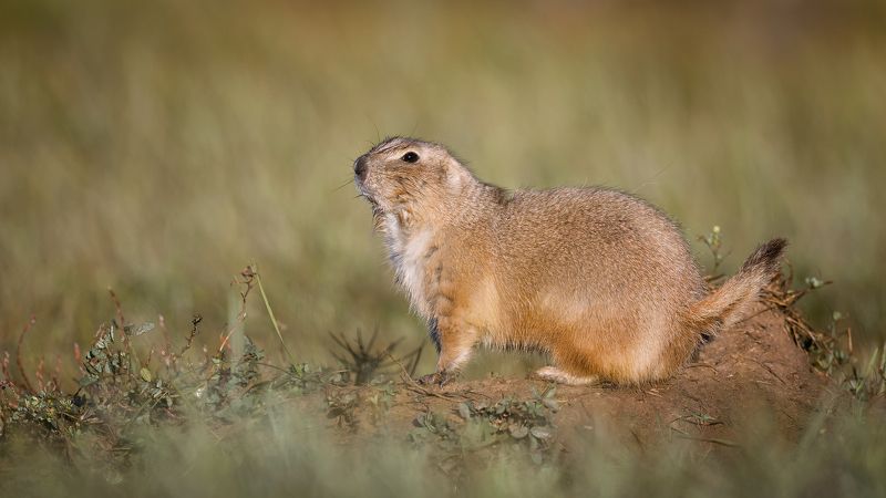 Стражи прерий фото превью