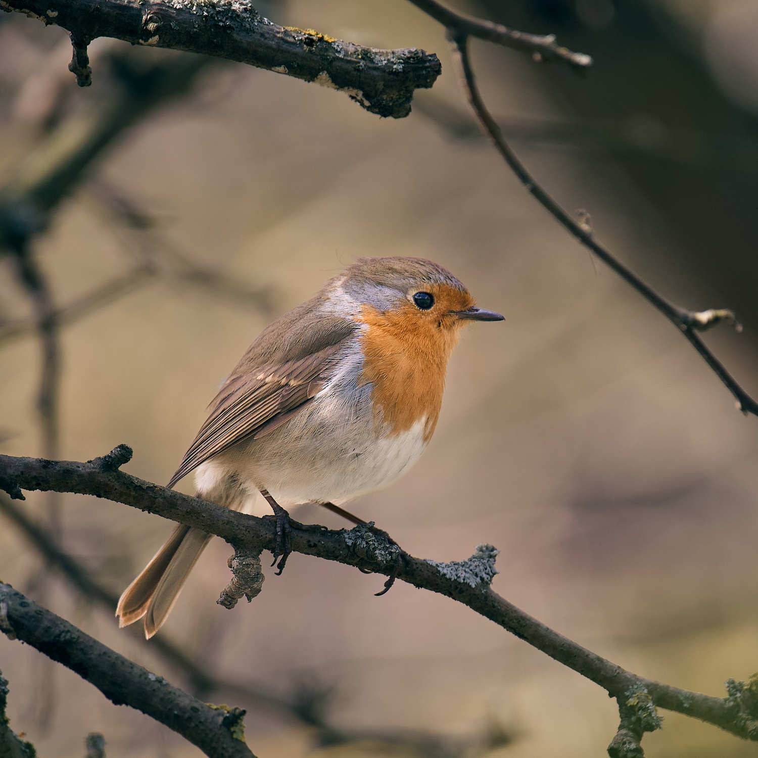 зарядка птица, Mikhail Khmelevskiy