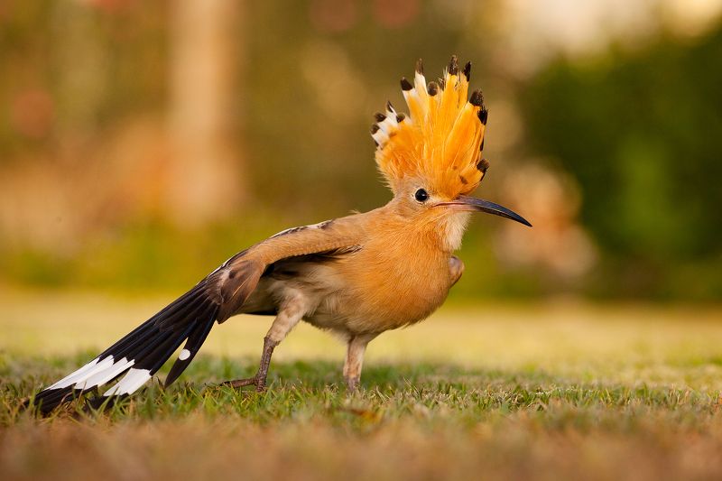 Hoopoe фото превью