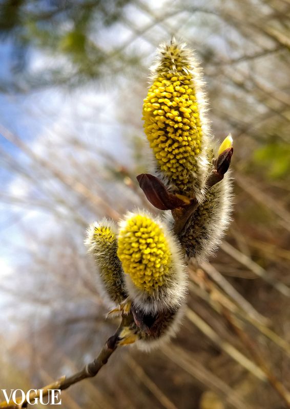 пейзаж, природа, природа сибири, весна, верба, первоцветы, фото на телефон Цветёт верба фото превью