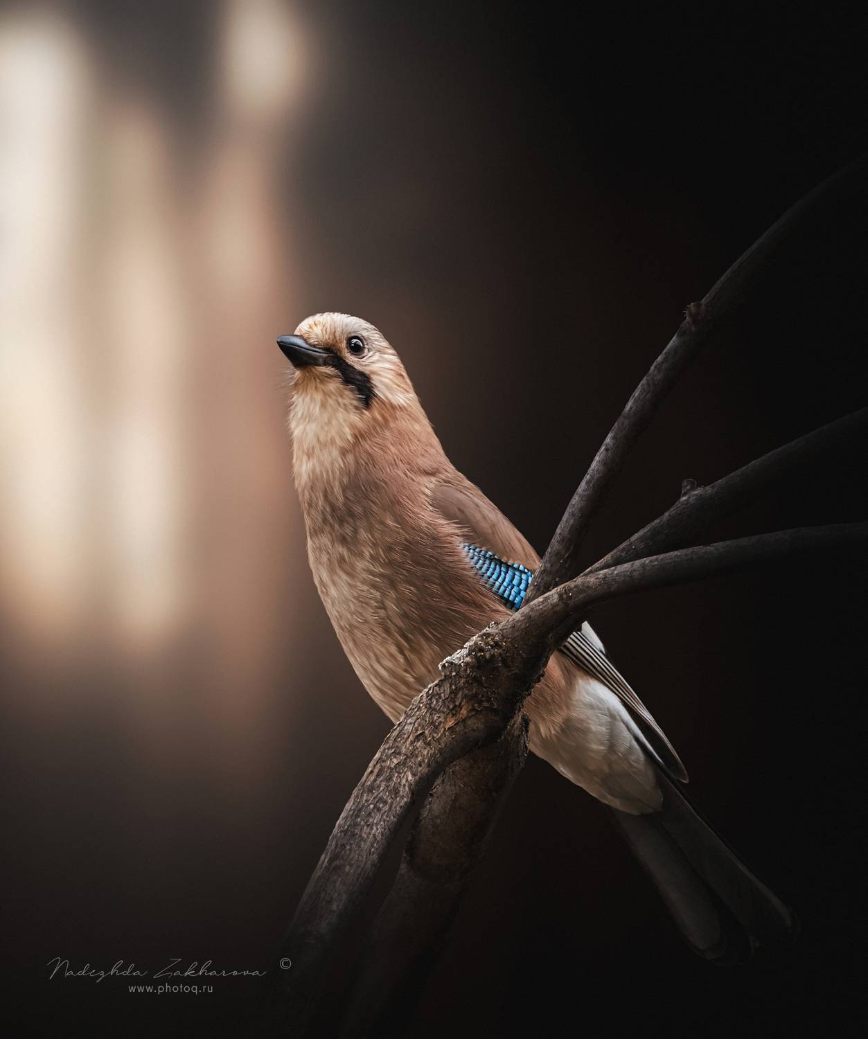 , Захарова Надежда